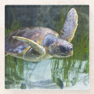 Schönes Meeresschildkrötenschwimmen Glasuntersetzer