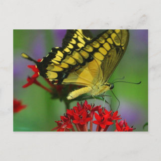 Schönes Monarch Butterfly-Foto Postkarte