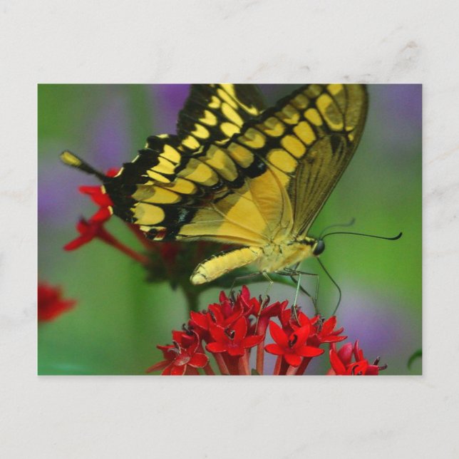 Schönes Monarch Butterfly-Foto Postkarte (Vorderseite)