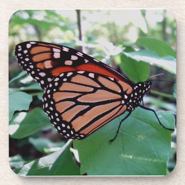 Schönes Monarch Butterfly Untersetzer Set (Vorderseite)