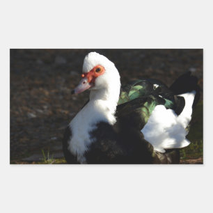 Schönes Muscovy Drakelet Rechteckiger Aufkleber