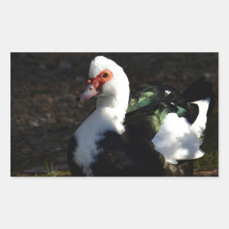 Schönes Muscovy Drakelet Rechteckiger Aufkleber
