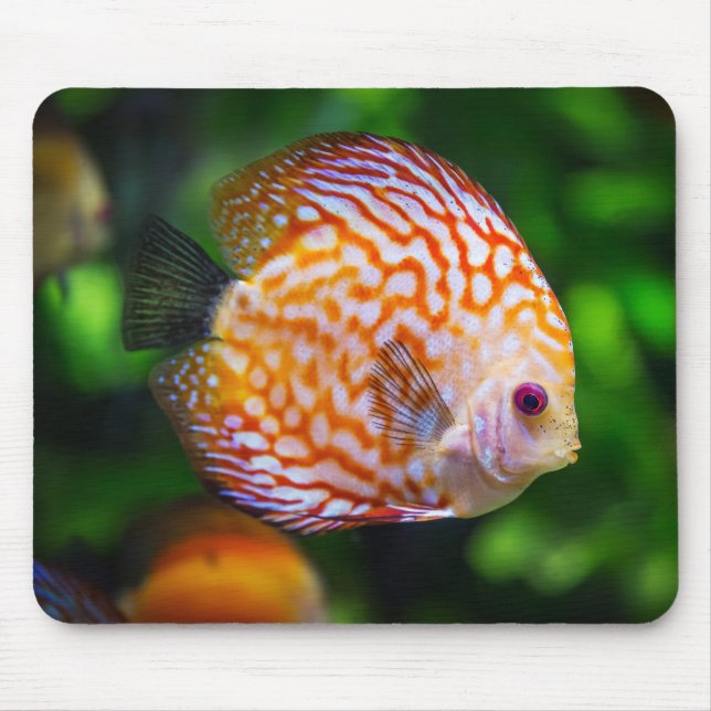 Schönes Nah-Up einer Fischart Mousepad (Vorne)