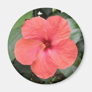 Schönes Orange Hibiskus Blume Magnet
