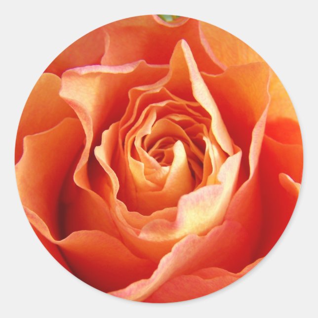 Schönes Orange Rose Bloom Runder Aufkleber (Vorderseite)