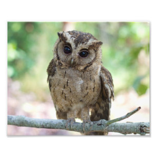 Schönes Outdoor Wildlife Scenery Foto Print