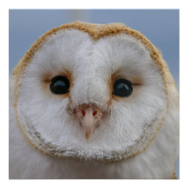 Schönes Owl Face Poster
