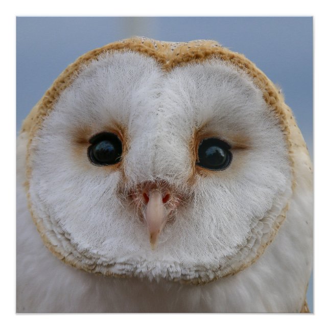 Schönes Owl Face Poster (Vorderseite)