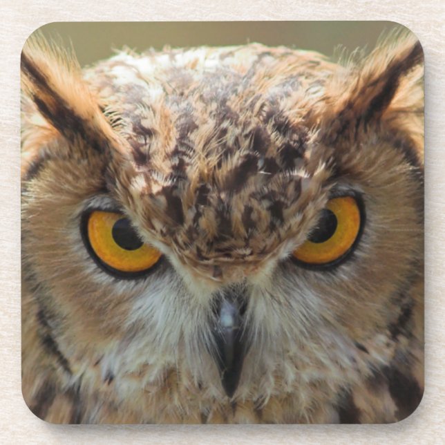 Schönes Owl Getränkeuntersetzer (Vorderseite)