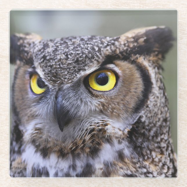 Schönes Owl Glasuntersetzer (Vorderseite)