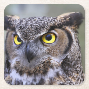 Schönes Owl Untersetzer Set