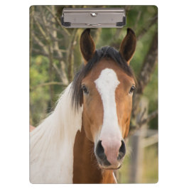 Schönes Paint Horse Klemmbrett