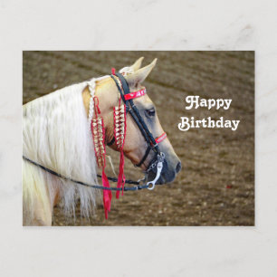 Schönes Palomino Foto Geburtstag Postkarte
