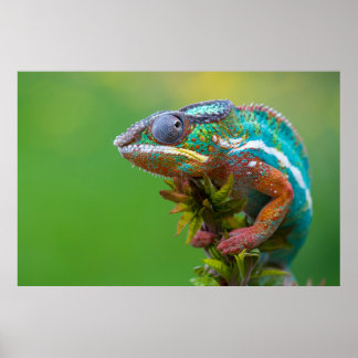 Schönes Panther Chameleon Poster