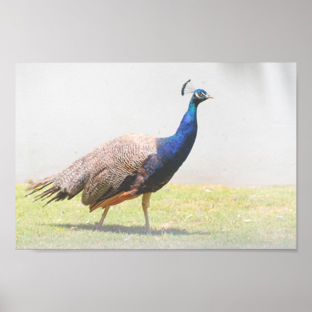 Schönes Peacock Bird Walking Poster (Vorne)
