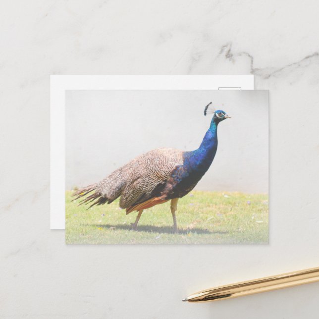 Schönes Peacock Bird Walking Postkarte (Vorderseite/Rückseite Beispiel)