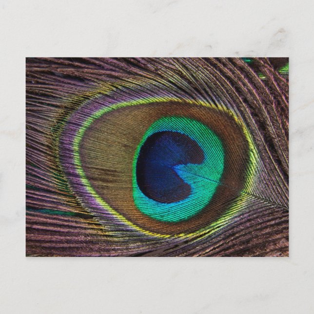 Schönes Peacock Feather Postkarte (Vorderseite)