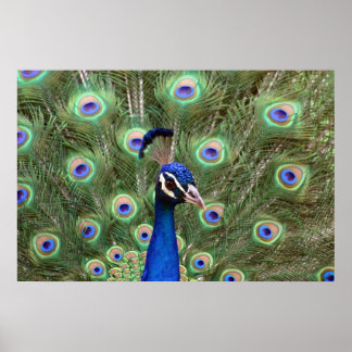Schönes Pfau Gerahmtes Poster