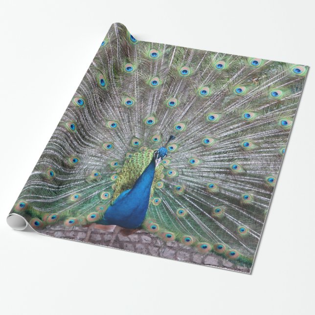Schönes Pfau-Vogel-Gefieder-bunte Feder Geschenkpapier (Ungerollt)