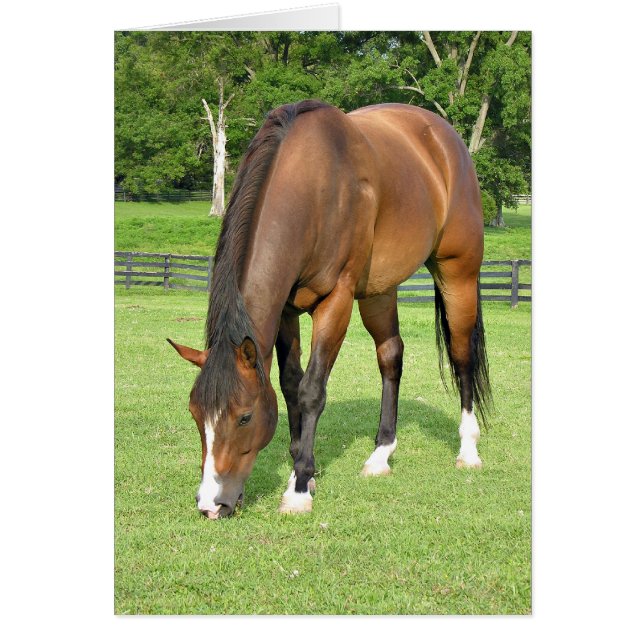 Schönes Pferd (Vorne)