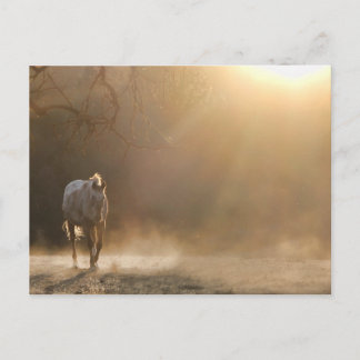 Schönes Pferd im Sonnenlicht Geschenke Postkarte