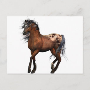 schönes Pferd Postkarte