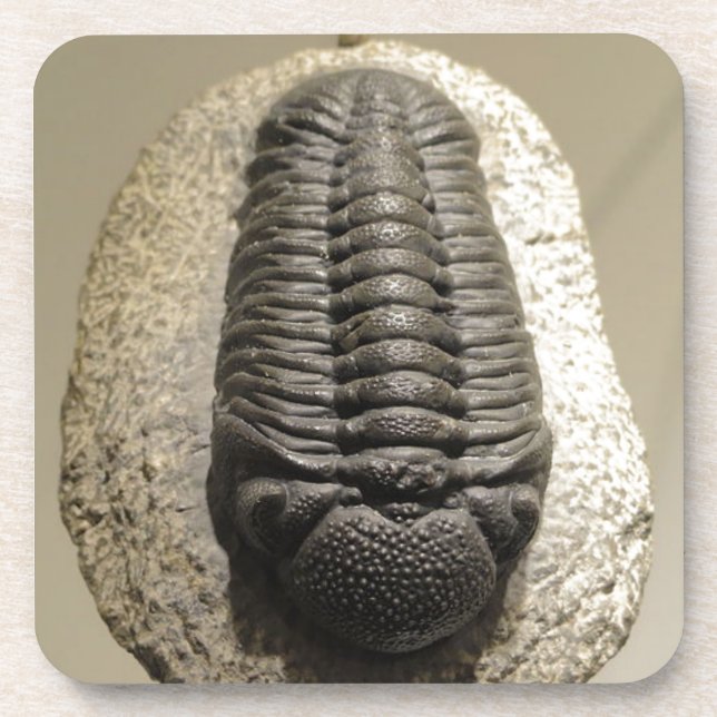Schönes Phacops-Trilobit-Fossil-Foto Untersetzer (Vorderseite)