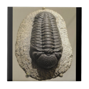 Schönes Phacops trilobite Fossil-Foto Fliese