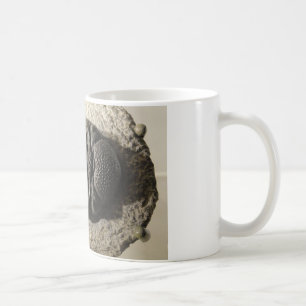 Schönes Phacops trilobite Fossil-Foto Kaffeetasse