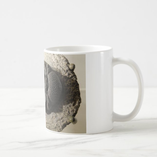 Schönes Phacops trilobite Fossil-Foto Kaffeetasse (Rechts)