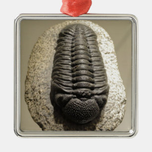 Schönes Phacops trilobite Fossil-Foto Silbernes Ornament