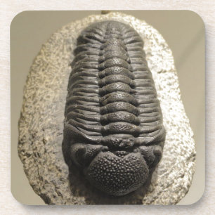 Schönes Phacops trilobite Fossil-Foto Untersetzer