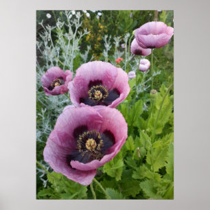 Schönes Pink Poppy Flower Garden Poster