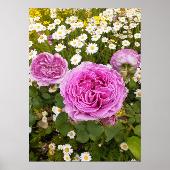 Schönes Pink Rose Blumengarten Poster (Vorne)