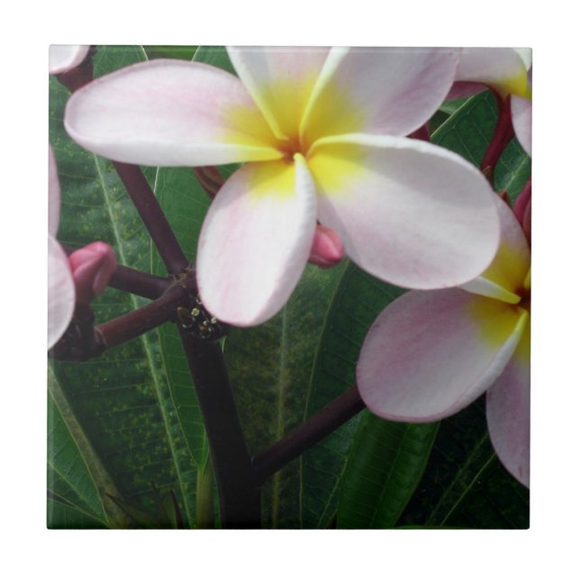 Schönes Pink und Gelb Plumeria Küche Tile Fliese (Vorderseite)