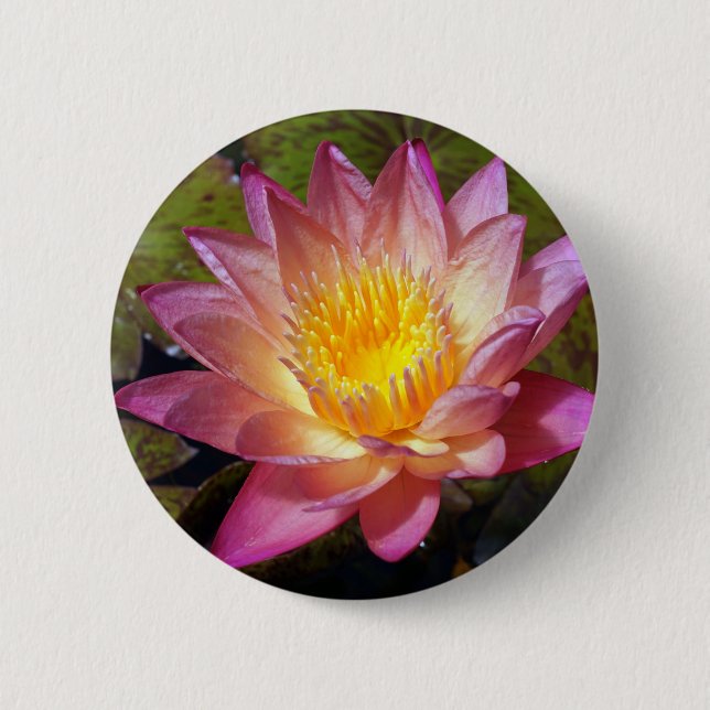 Schönes Pink Water Lily Foto Button (Vorderseite)