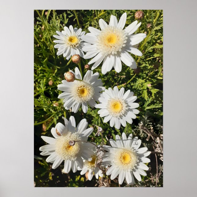 Schönes Plakat für die Weiße Daisy Blume Garten (Vorne)