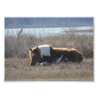 Schönes Ponyfoto.