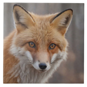 Schönes Portrait von Red Fox in der Wildnis Fliese