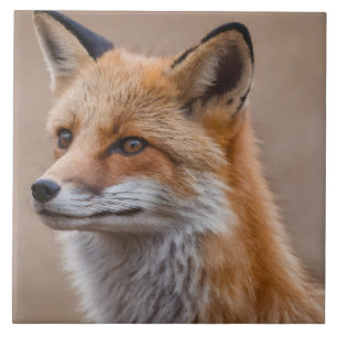 Schönes Portrait von Red Fox in Wilderness 2a Fliese