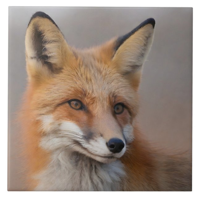 Schönes Portrait von Red Fox in Wilderness 3a Fliese (Vorderseite)