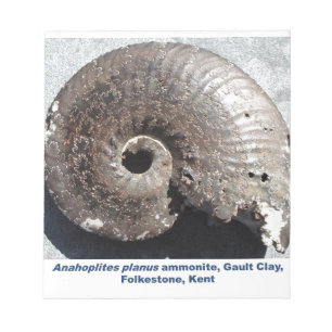 Schönes Pyritammonitfossil, das Nähte zeigt Notizblock