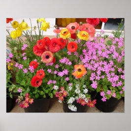 Schönes Rannunculus Frühlingsblume Garten Poster