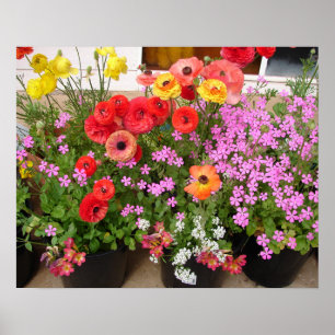 Schönes Rannunculus Frühlingsblume Garten Poster