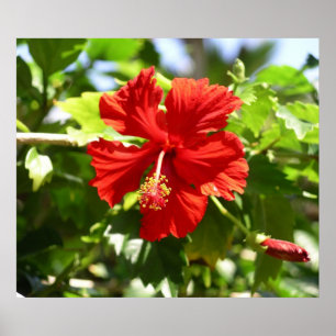 Schönes Red Hawaiian Hibiskus Blume Poster
