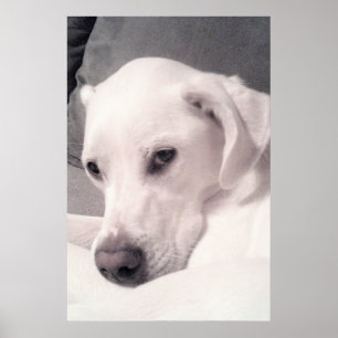Schönes Regal White Labrador Mix Dog Gray Poster