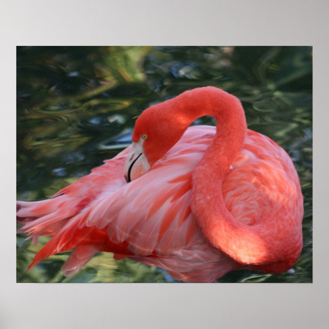Schönes rosa Flamingo Poster. Poster (Vorne)