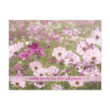 Schönes rosa Fuchsia Cosmos Blume Field Sunlight