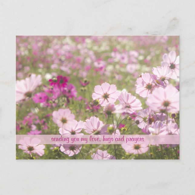 Schönes rosa Fuchsia Cosmos Blume Field Sunlight Postkarte (Vorderseite)
