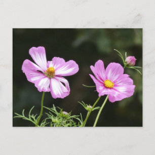 Schönes Rosa mit weißer Kosmetiktüte Postkarte